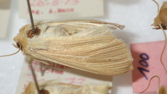 Mythimna pallens