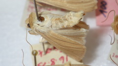 Mythimna pallens