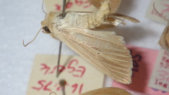 Mythimna pallens