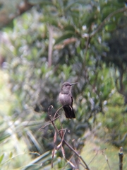 Eupetomena cirrochloris