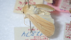 Mythimna pallens