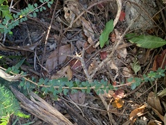 Phyllanthus cochinchinensis