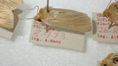 Mythimna pallens