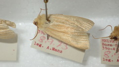 Mythimna pallens