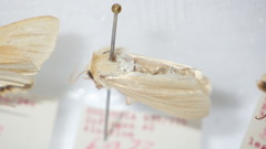Mythimna pallens