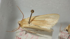 Mythimna pallens