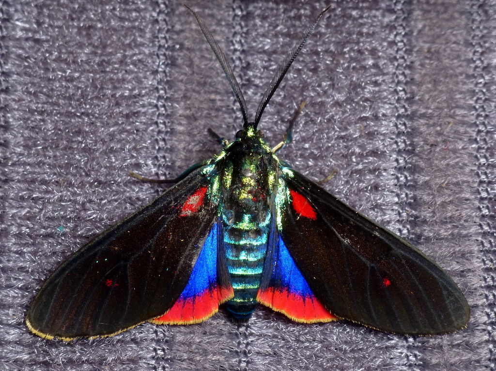Cyanopepla