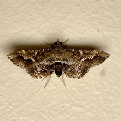 Merodictya marmorata