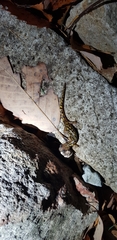 Onychodactylus