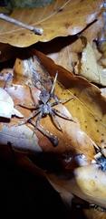 Dolomedes nigrimaculatus