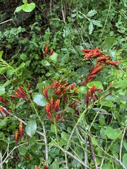 Tapinanthus rubromarginatus