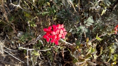 Carphalea