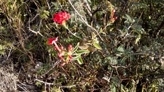 Carphalea