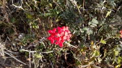 Carphalea