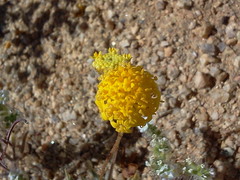 Trichoptilium incisum