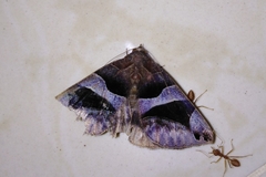 Bastilla arcuata