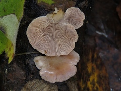 Scytinotus