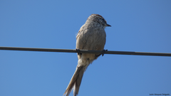 Leptasthenura aegithaloides