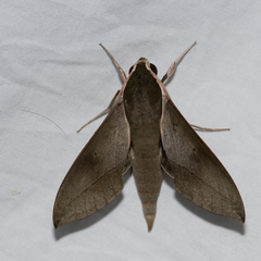 Theretra indistincta