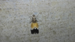 Thysanoidma octalis