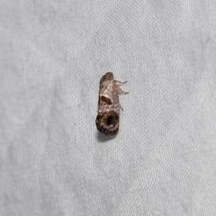 Eupselia beatella