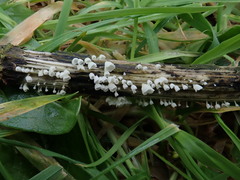 Calyptella capula