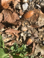 Pachytrachis gracilis