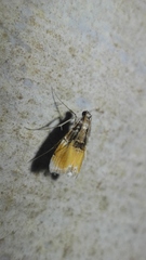 Thysanoidma octalis