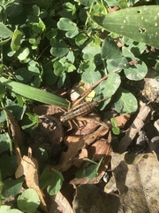 Pachytrachis gracilis