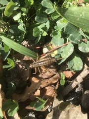 Pachytrachis gracilis