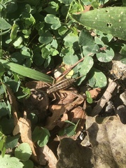 Pachytrachis gracilis