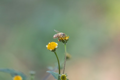 Apis cerana japonica