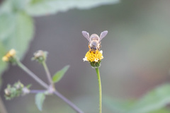 Apis cerana japonica