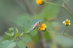 Apis cerana japonica
