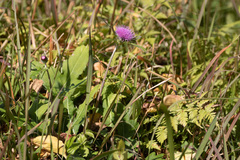 Cirsium oligophyllum