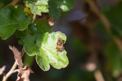 Eristalinus quinquestriatus