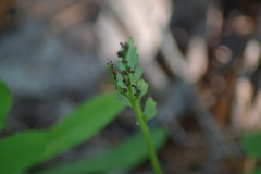 Botrychium acuminatum