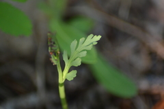 Botrychium acuminatum