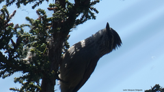 Leptasthenura aegithaloides