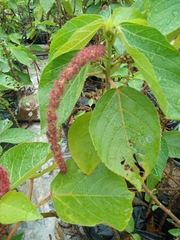 Acalypha hispida