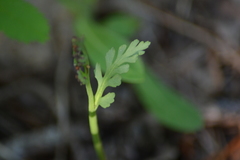 Botrychium acuminatum