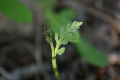 Botrychium acuminatum