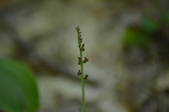 Botrychium campestre