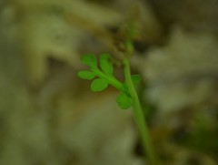 Botrychium campestre