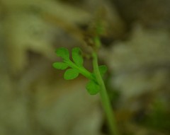 Botrychium campestre