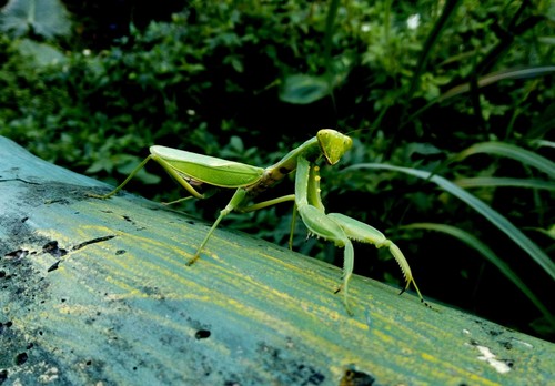 Giant Asian Mantis