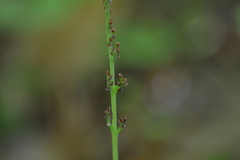 Botrychium campestre