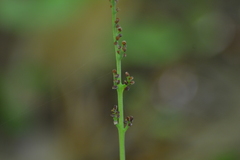 Botrychium campestre