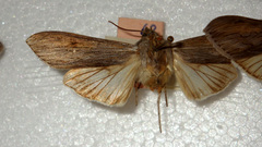 Cucullia umbratica
