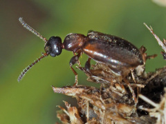 Omonadus formicarius